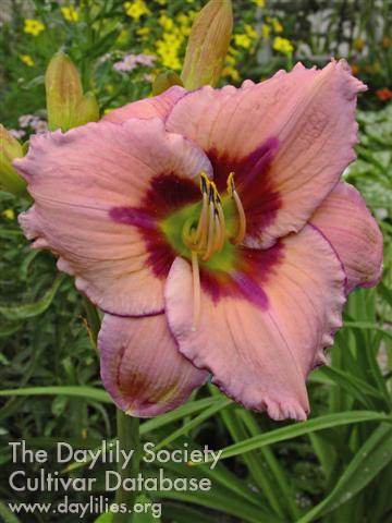 Daylily Distant Galaxy